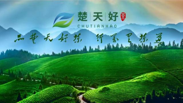 【特別關注】楚天好茶七大平臺賬號開通 誠邀您的關注！